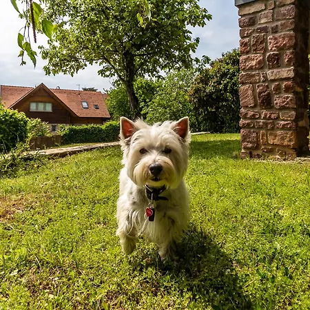 House With Panorama - Happy